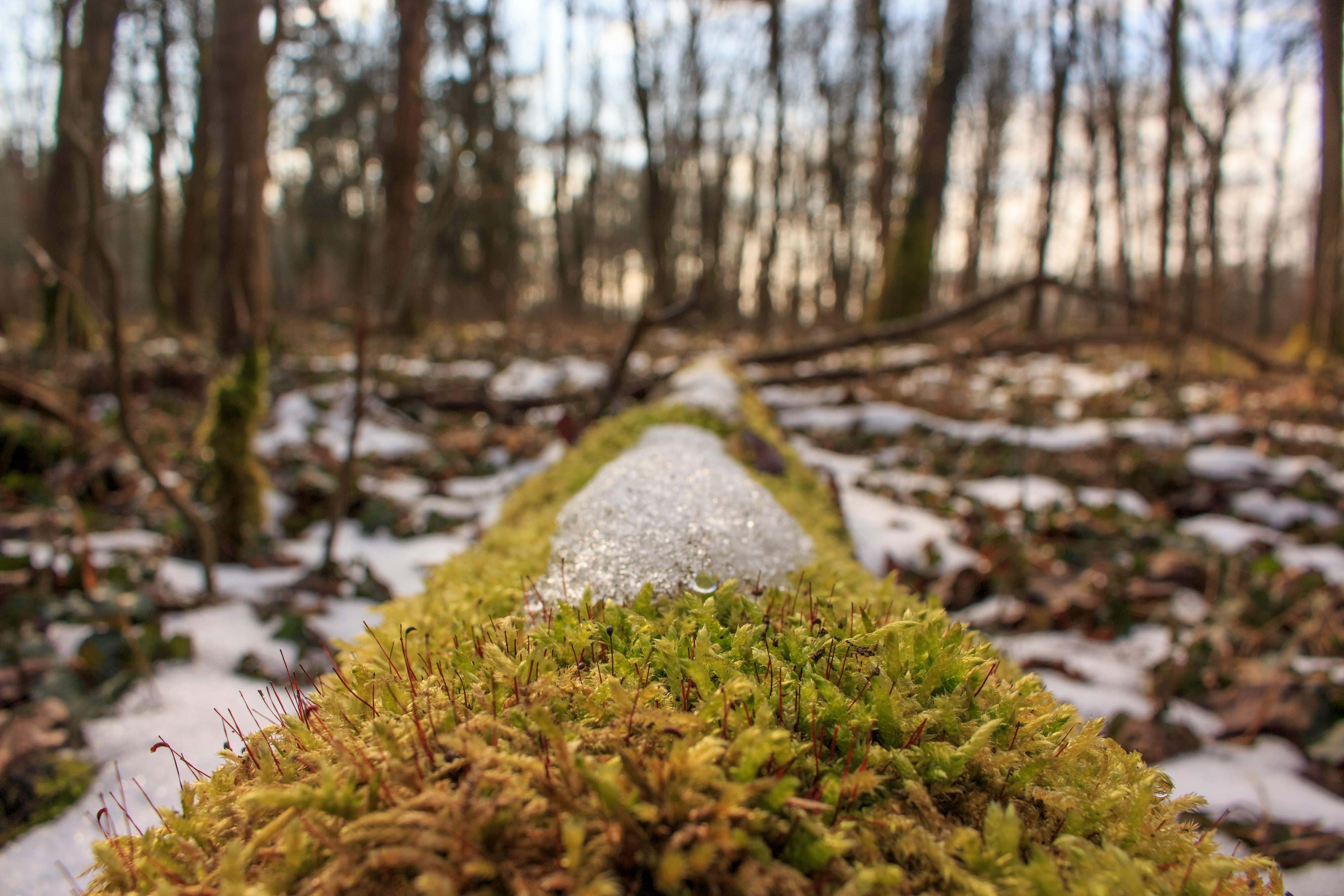 closeup photography of moss and snow